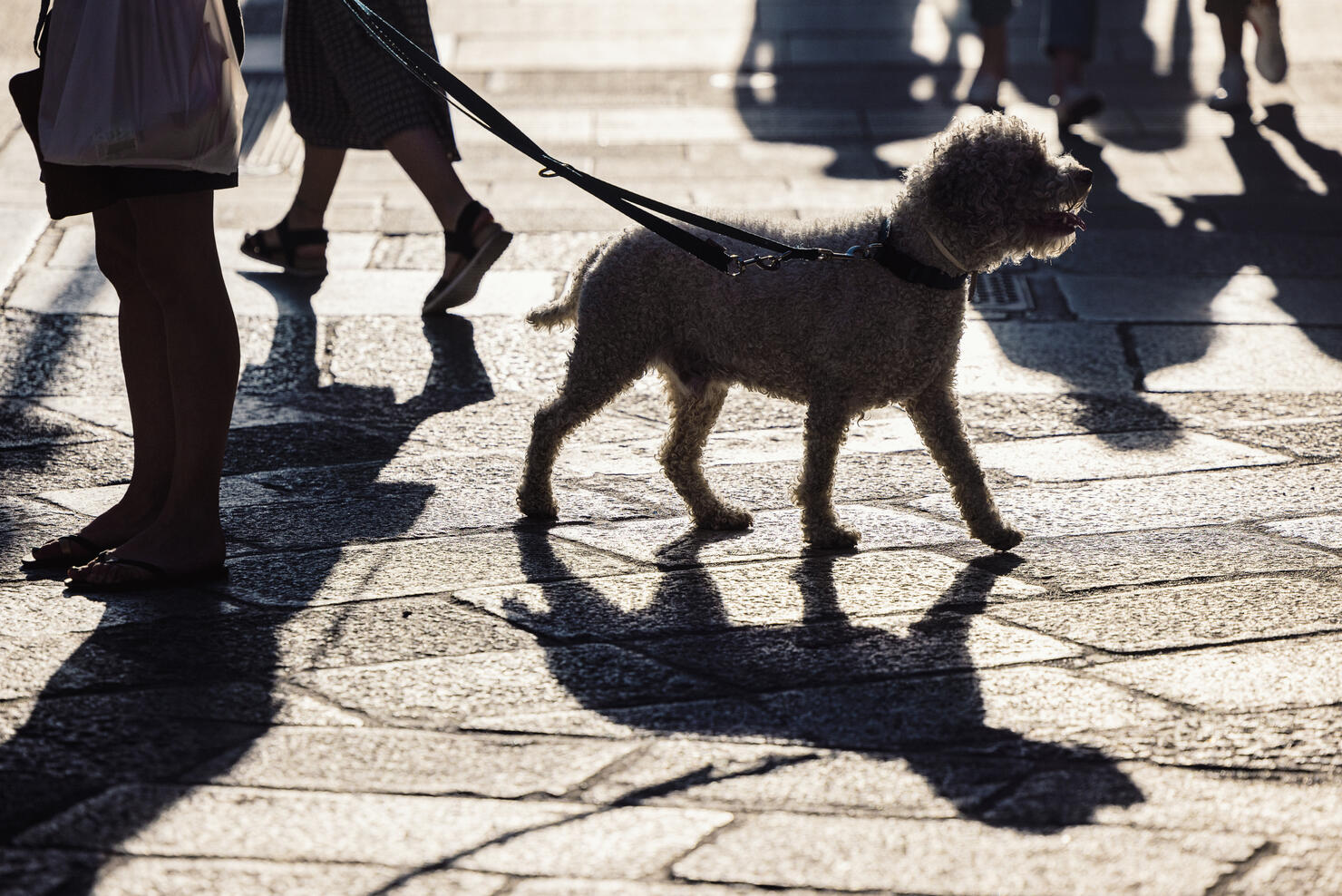 Dog on a leash in the city streets