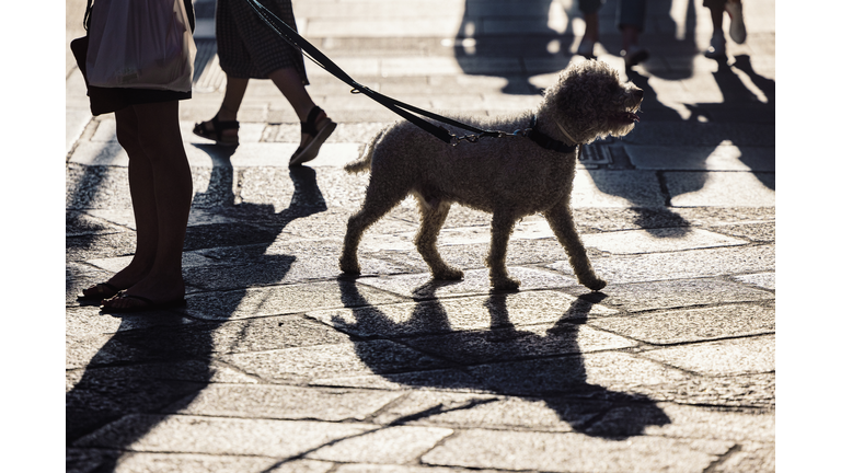 Dog on a leash in the city streets