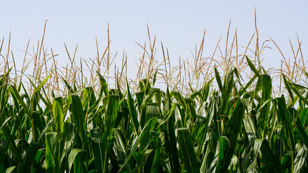 Southern Rust Fungus Continues to Spread Across Iowa