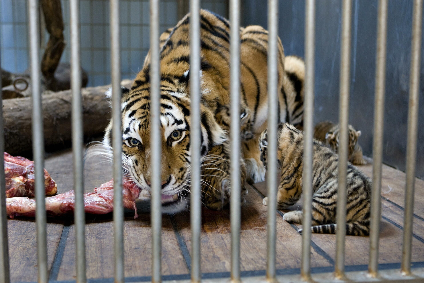 Siberian tiger Gara eats with one of fou
