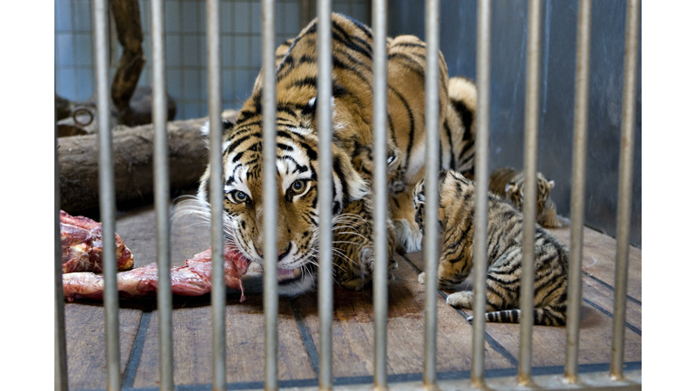 Siberian tiger Gara eats with one of fou