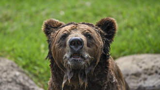 The Penthouse - Video Captures Moment Seattle Kraken Mascot Is Chased By Charging Bear