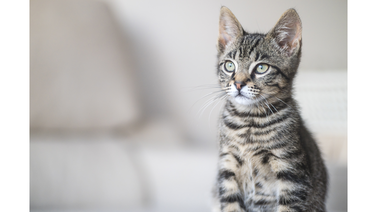 Cute Tabby Cat