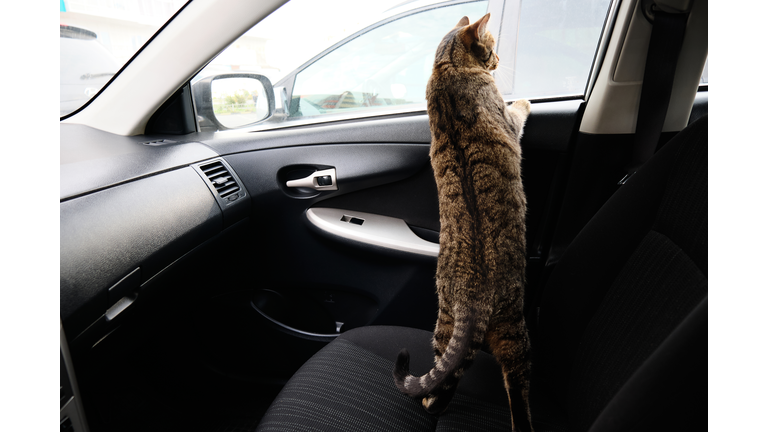 Grey tabby scared curious cat sitting in the passenger seat of the car, looking at the road from the window. Ride and travel with your Pets.