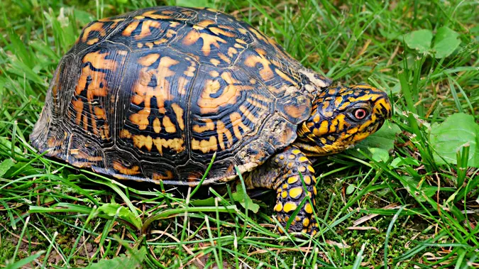 Man Caught Smuggling Turtles Worth $1.4 Million Hidden In Socks