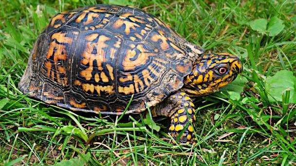 Man Caught Smuggling Turtles Worth $1.4 Million Hidden In Socks