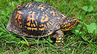 National News - Man Caught Smuggling Turtles Worth $1.4 Million Hidden In Socks