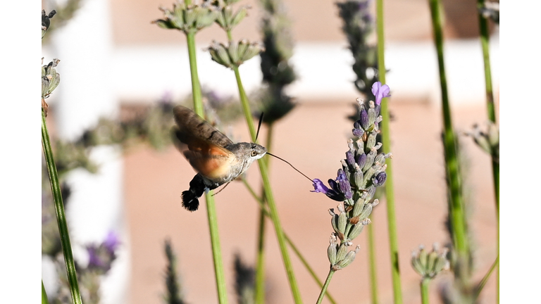 FRANCE-LAVENDER-MORO-SPHINX-GRIGNAN