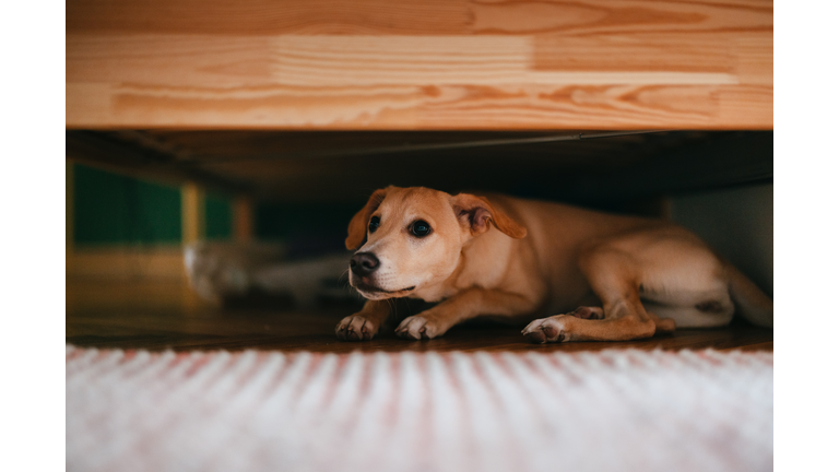 Scared Dog Is Hiding Under The Bed At Home
