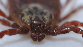 Officials Warn Of New Invasive Tick That Can Spread Debilitating Infection