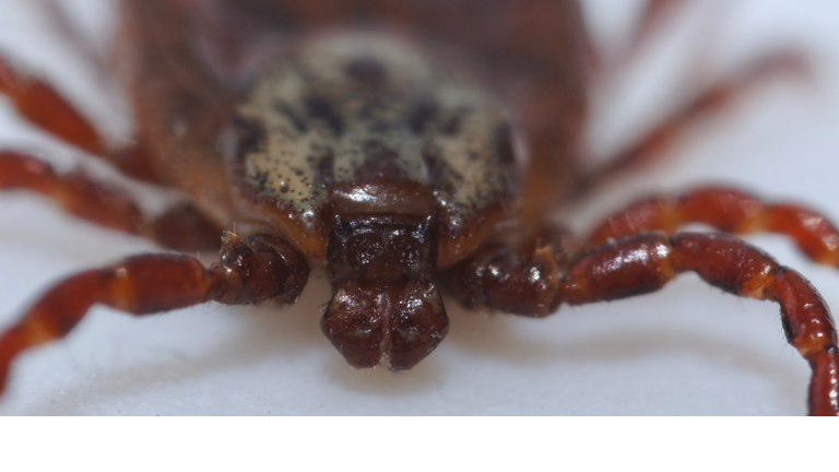 Super macro close up of parasitic Dermacentor reticulatus, also known as the ornate cow tick, ornate dog tick, meadow tick, and marsh tick. It is found in wood areas in Europe and Western Asia.