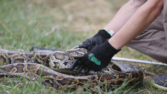 The Penthouse - Florida Woman Wins The States Python Removal Challenge
