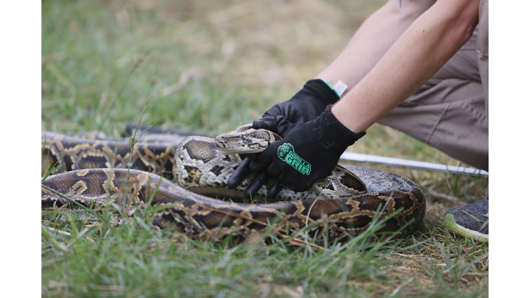Florida Governor Ron DeSantis Kicks Off The 2021 Python Challenge In The Everglades