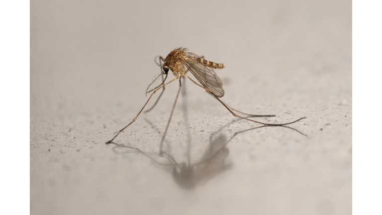 FRANCE-ANIMAL-HEALTH-MOSQUITO