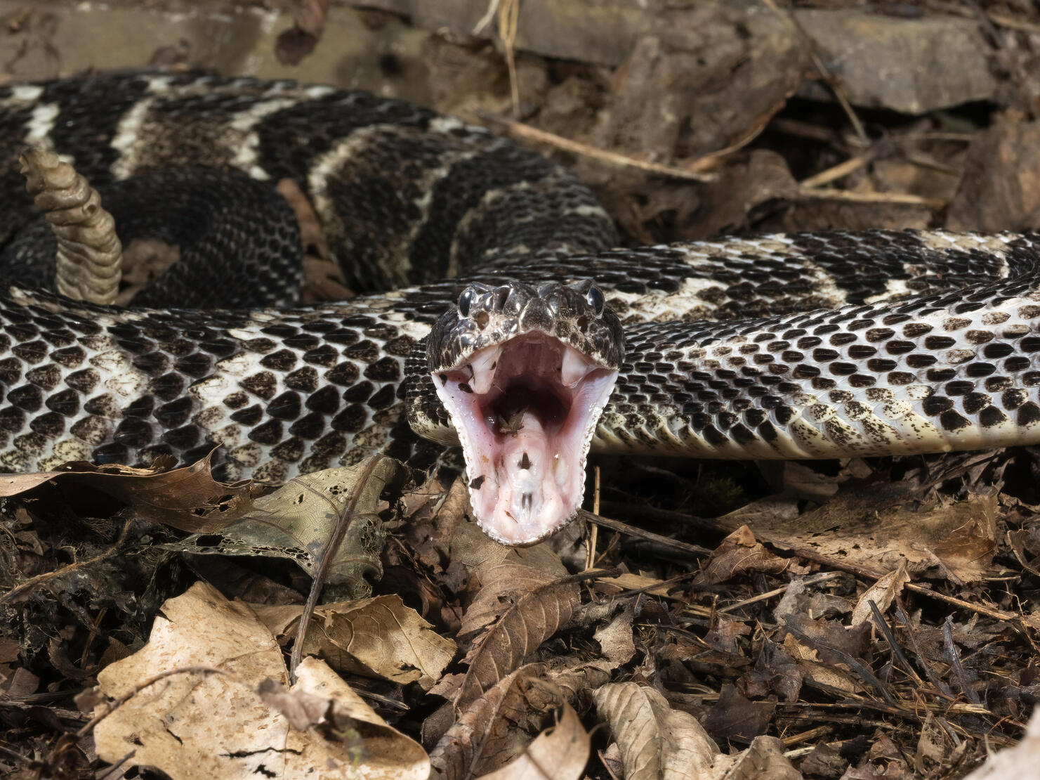 Timber Rattlesnake