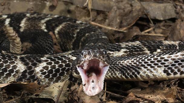 Hiker Dies After Getting Bitten By Venomous Rattlesnake He Picked Up