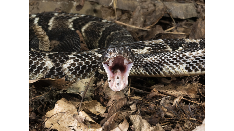 Timber Rattlesnake