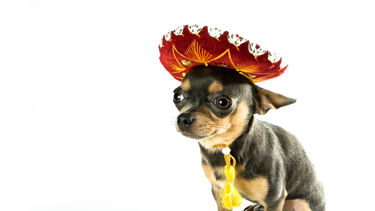 Chihuahua wearing a Mexican hat