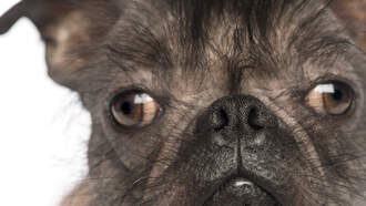 Jeffrey T. Mason - Do You Think Petunia Is The World's Ugliest Dog?