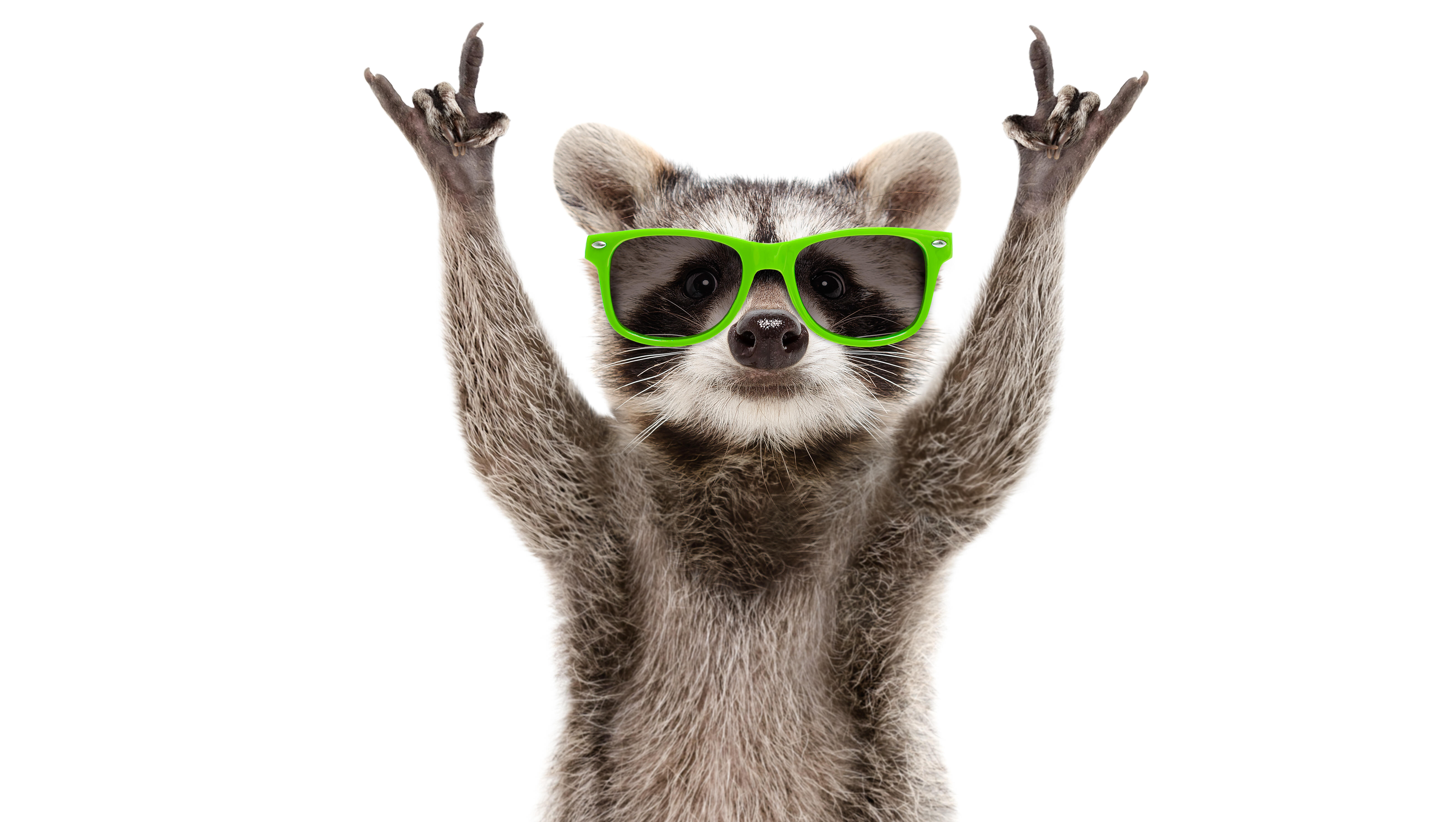 A Raccoon Broke Into A Liquor Store and Got a Bit Tipsy...