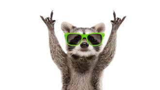 A Raccoon Broke Into A Liquor Store and Got a Bit Tipsy...