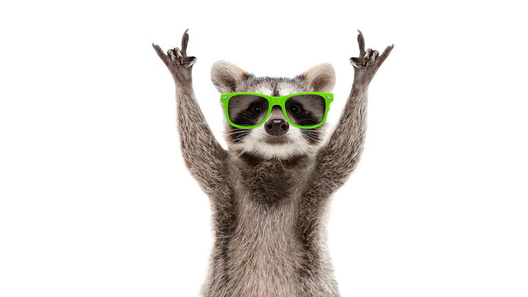 Funny raccoon in green sunglasses showing a rock gesture isolated on white background