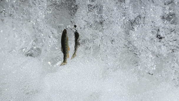 New Bridge to Aid Trout, Trails in San Juan Capistrano