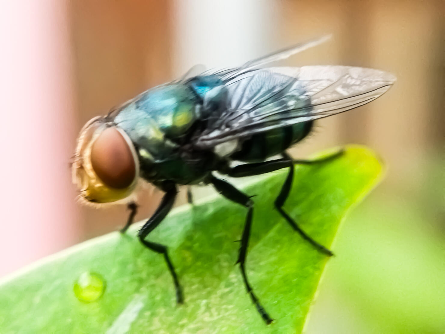 Cochliomyia hominivorax, the New World screw-worm fly, or screw-worm for short, is a species of parasitic fly that is well known for the way in which its larvae (maggots) eat the living tissue.