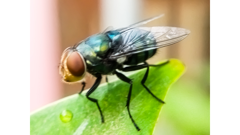 Cochliomyia hominivorax, the New World screw-worm fly, or screw-worm for short, is a species of parasitic fly that is well known for the way in which its larvae (maggots) eat the living tissue.