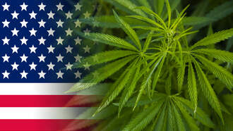 Florida Recreational Marijuana Legalization May Return On 2026 Ballot