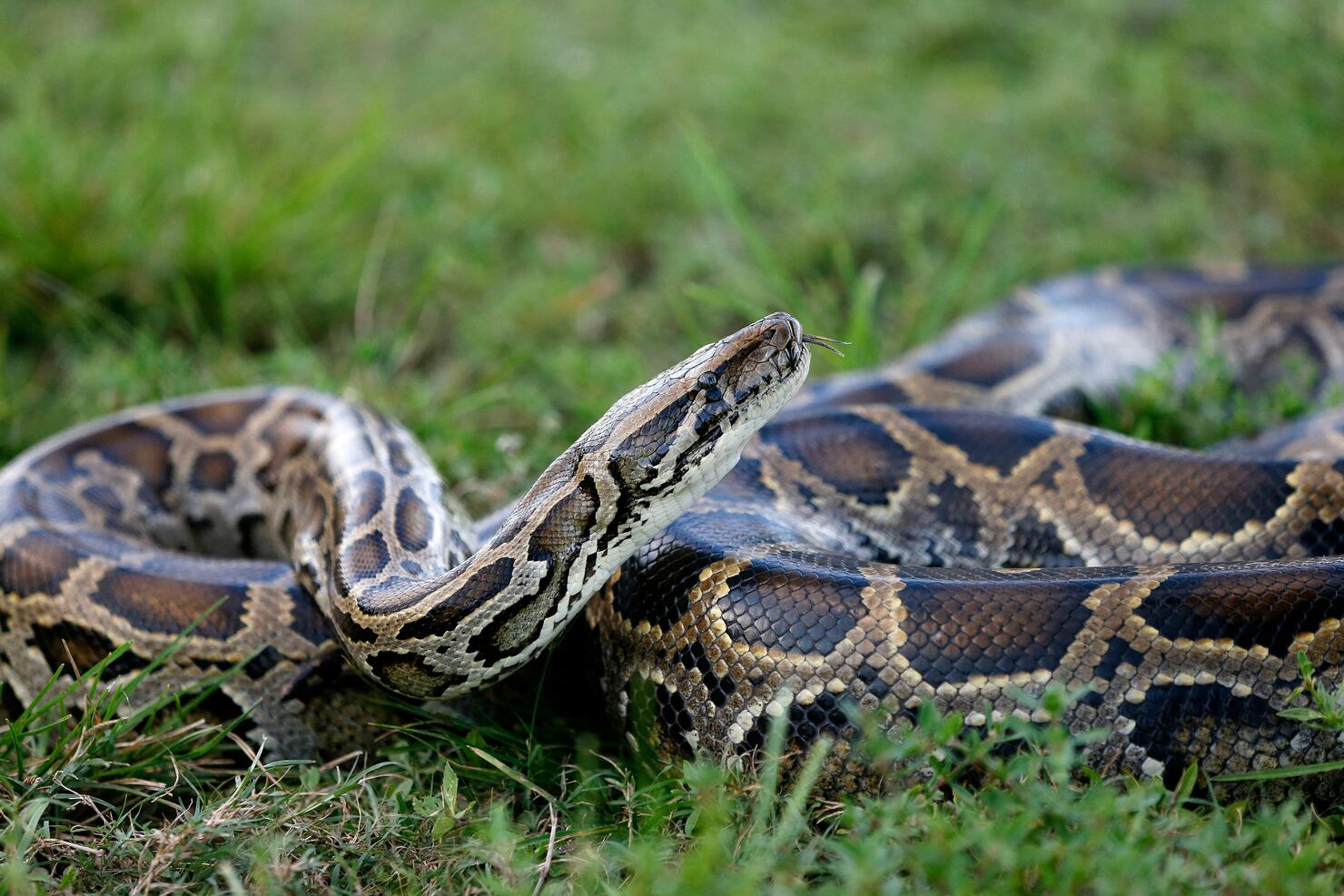 US-ENVIRONMENT-SNAKES-FLORIDA-OFFBEAT