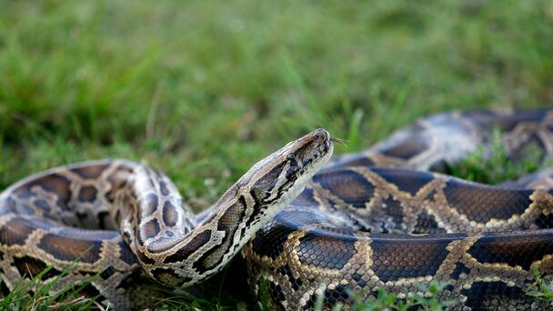 Florida Using Robotic Bunnies To Help Catch Invasive Burmese Pythons