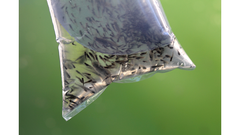 Health Officials Expect Active West Nile Season
