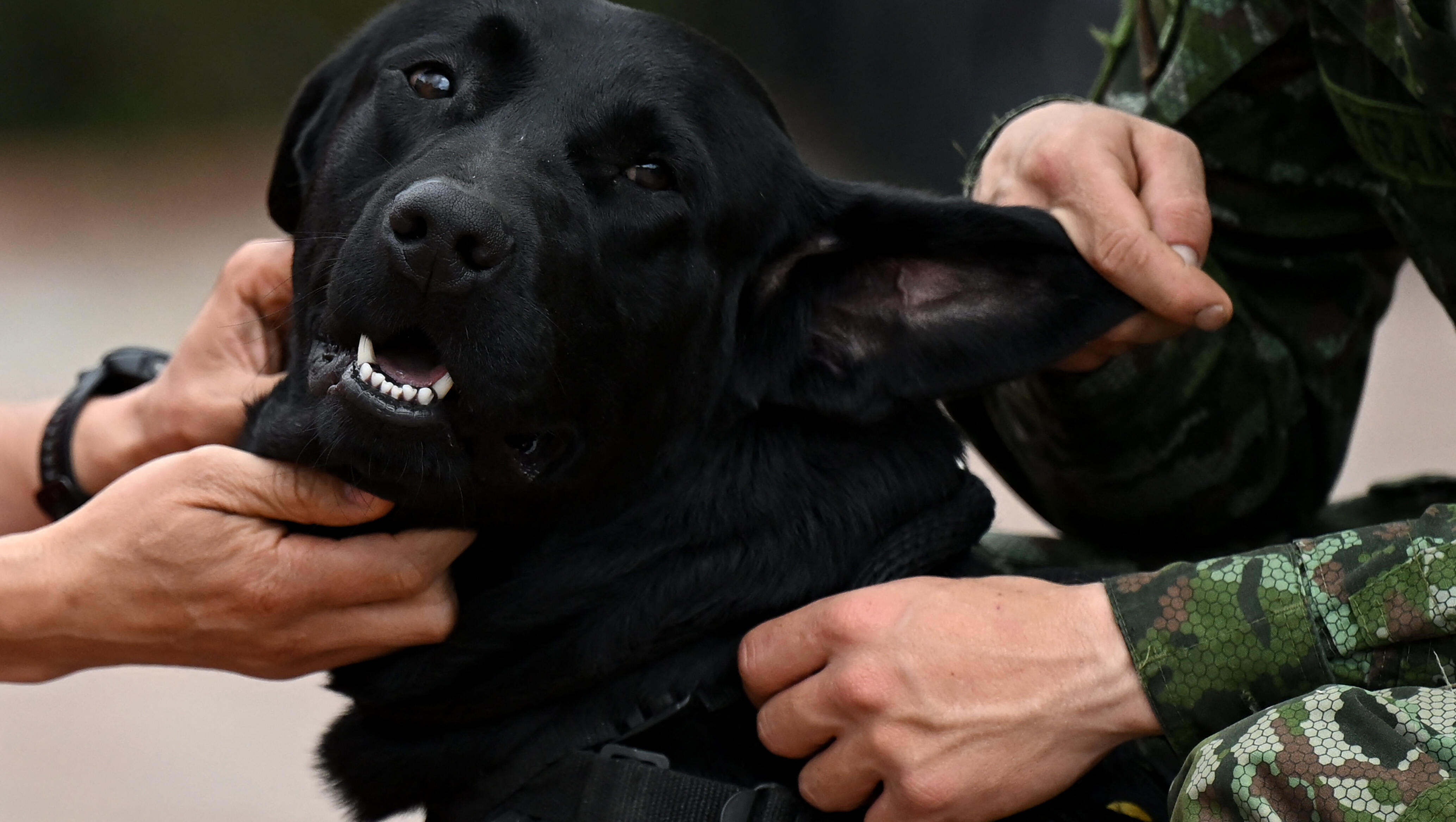 9/2/25 Blog: A Run To Support Pups, And Lawyers Get Strong Armed By CO  