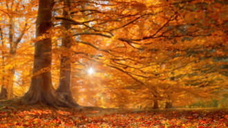 Check Out Amazing Fall Foliage In PA!