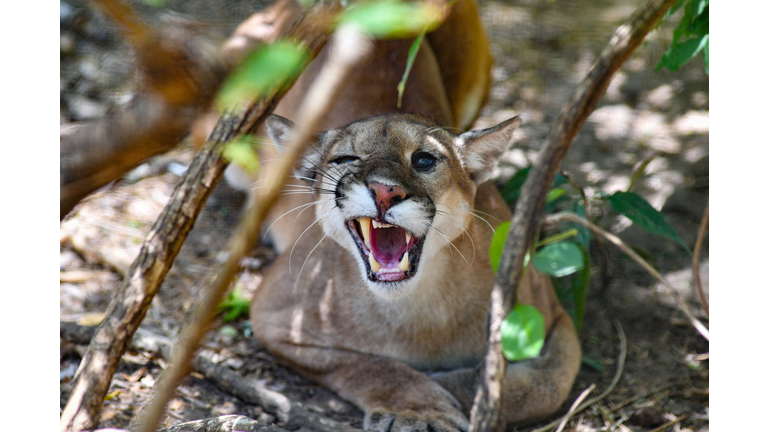 COSTA RICA-NATURE-ANIMAL-RESCUE CENTER