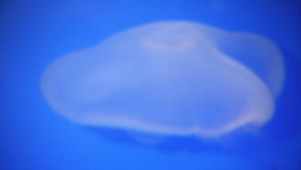 Watch: "Jellyfish UFO" Recorded in Idaho & Utah