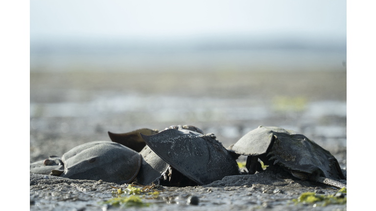 US-ENVIRONMENT-CONSERVATION-HORSESHOE-CRABS