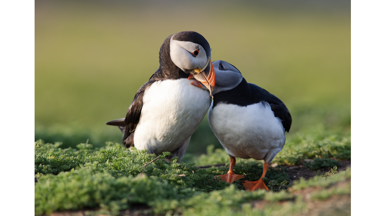 Puffin couple