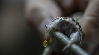 WARNING: Beware Of These Venomous Snakes