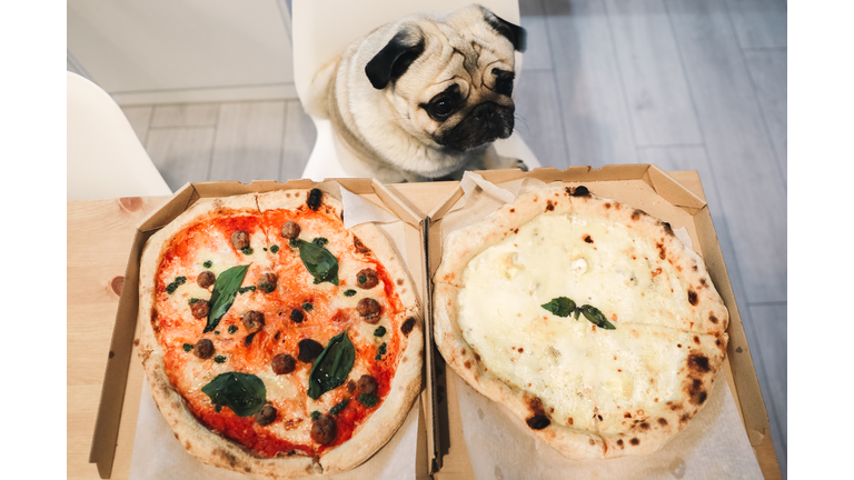 Dog waiting for pizza eating at home