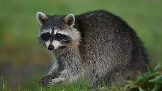 Animal Shelter Is Raising Money With Drunk Raccoon T-Shirts