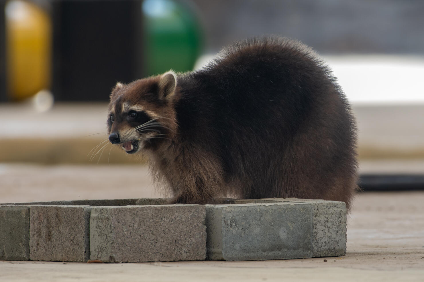 Raccoons (Procyon lotor) mouth open close up reddish from erythrism