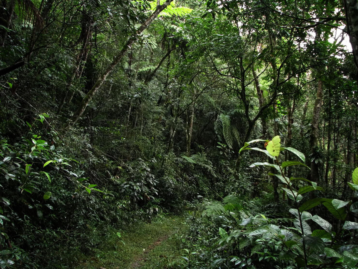 Atlantic forest (mata atlantica), a southeastern rainforest in Brazil