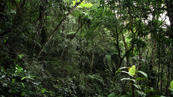 Dad Faces Charges After Taking Son, 13, On Cellphone 'Detox' In The Jungle