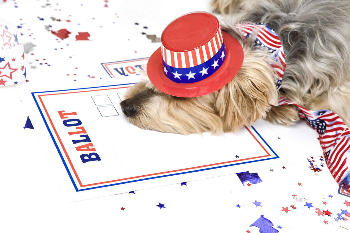 Dog Tired After Elections