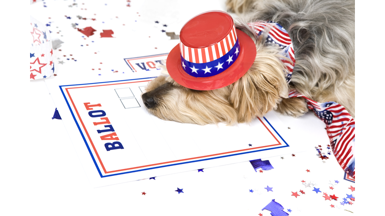 Dog Tired After Elections