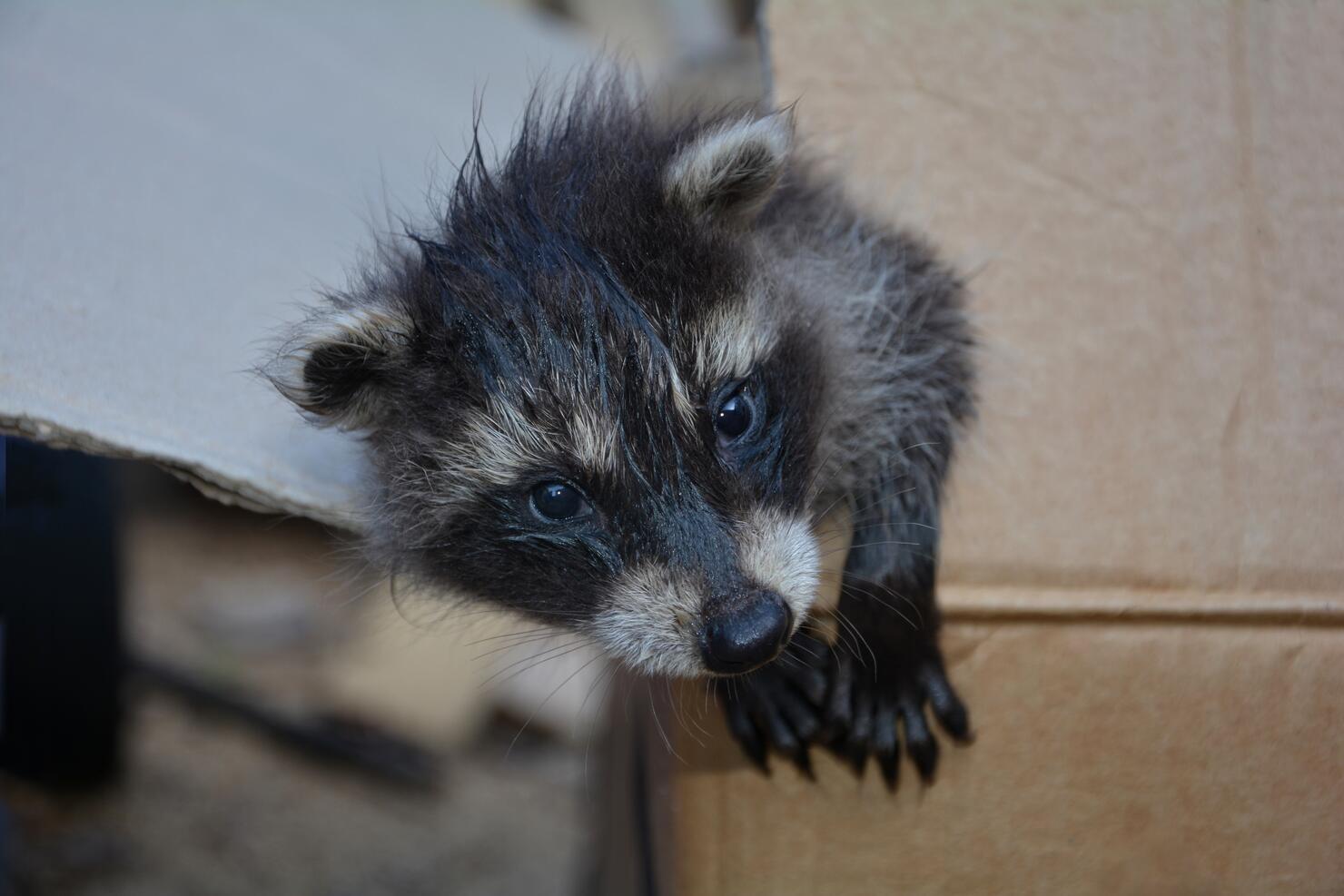 A small racoon  looks from a cardboard