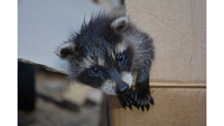 A small racoon  looks from a cardboard