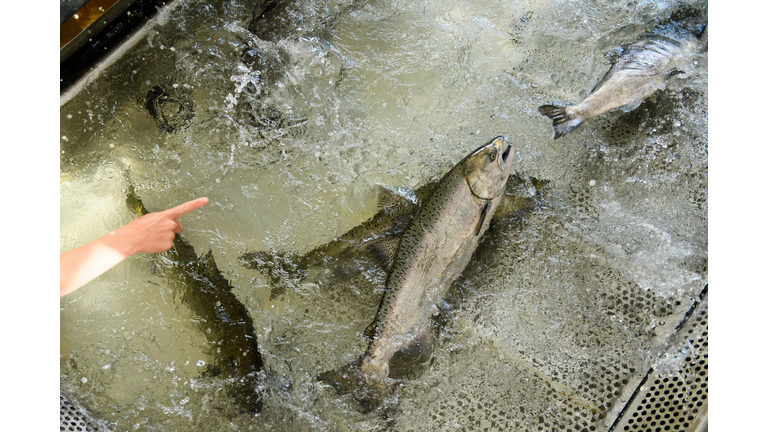 US-ENVIRONMENT-DROUGHT-FISHING
